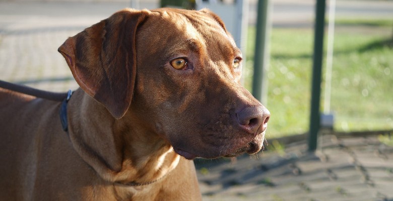 Du 7 au 8 janvier, le Parc Chanot accueille le salon Animal Mania